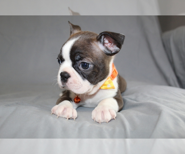 Medium Photo #3 Boston Terrier Puppy For Sale in BROOKSVILLE, FL, USA