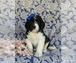 Saint Berdoodle Puppy for sale in OXFORD, PA, USA