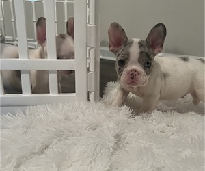 French Bulldog Puppy for sale in ATLANTA, GA, USA