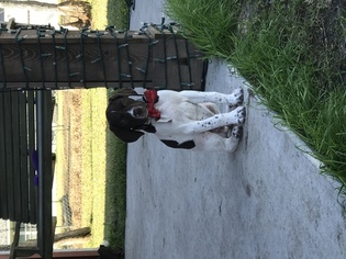 German Shorthaired Pointer Puppy for sale in LEAGUE CITY, TX, USA