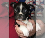 Puppy Truman Boston Terrier