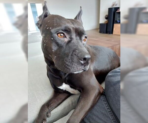 Medium Photo #3 American Staffordshire Terrier-Unknown Mix Puppy For Sale in Chandler, AZ, USA