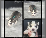 Small Photo #57 Siberian Husky Puppy For Sale in BLOOMFIELD, IN, USA