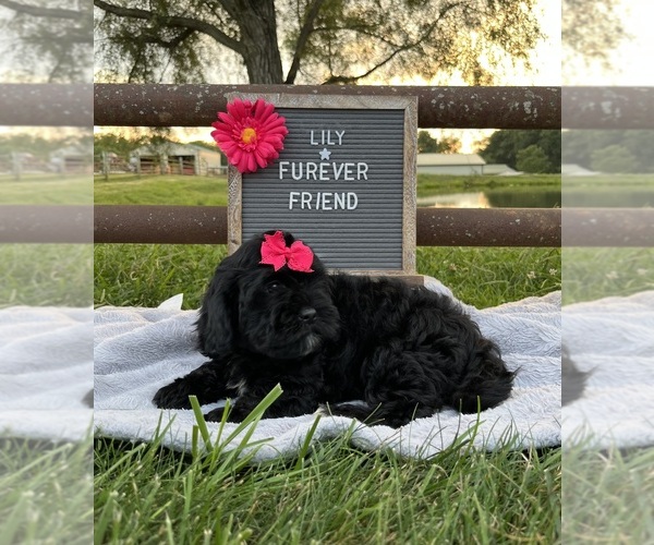 Medium Photo #2 ShihPoo Puppy For Sale in BLOOMFIELD, IN, USA