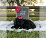 Lily - Female ShihPoo Puppy for Sale - Photo #2