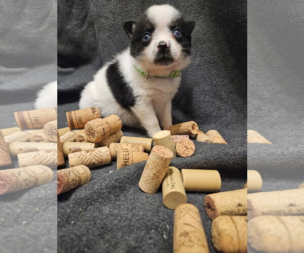 Medium Photo #4 Pomimo Puppy For Sale in Princeton, MN, USA