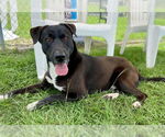 Small #2 Labrador Retriever Mix