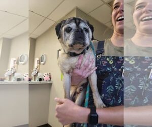 Pug Dogs for adoption in Indianapolis, IN, USA