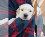 Puppy Yellow Cream English Cream Golden Retriever