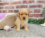 Small #1 Labrador Retriever