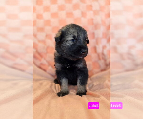 Medium Photo #2 American Pit Bull Terrier-Unknown Mix Puppy For Sale in Duluth, MN, USA