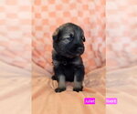 Small #1 American Pit Bull Terrier Mix