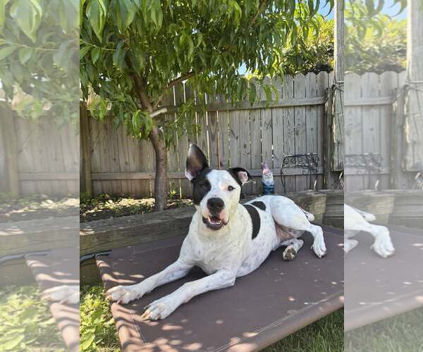 Medium Photo #3 Bullypit Puppy For Sale in Oakhurst, NJ, USA
