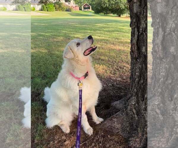 Medium Photo #3 Great Pyrenees Puppy For Sale in Dallas, TX, USA