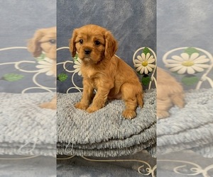 Cavalier King Charles Spaniel Puppy for sale in MELROSE, FL, USA