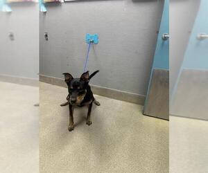 German Shepherd Dog-Unknown Mix Dogs for adoption in Las Vegas, NV, USA