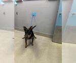 Small German Shepherd Dog Mix