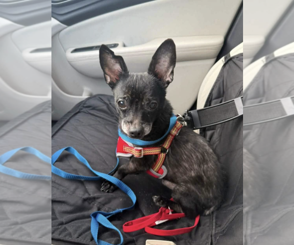 Medium Photo #3 Chihuahua-Unknown Mix Puppy For Sale in Rockville, MD, USA