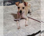 Small #6 Jack Chi