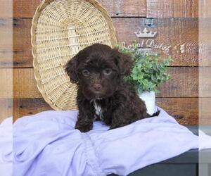 ShihPoo Puppy for sale in LE MARS, IA, USA