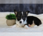 Puppy Teddy Pembroke Welsh Corgi