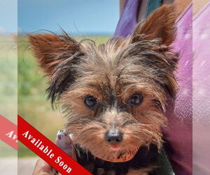 Mutt Dogs for adoption in Huntley, IL, USA
