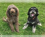 Small #4 Poodle (Miniature)