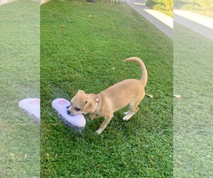 Starla - Female Chug Dog for Adoption - Photo #6