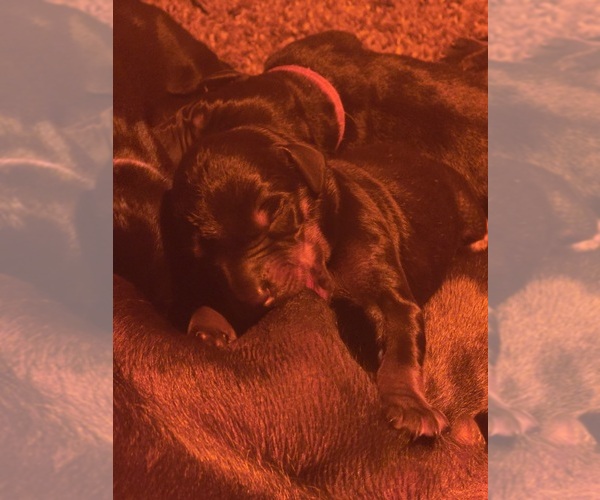 Medium Photo #4 Doberman Pinscher Puppy For Sale in DAVISON, MI, USA