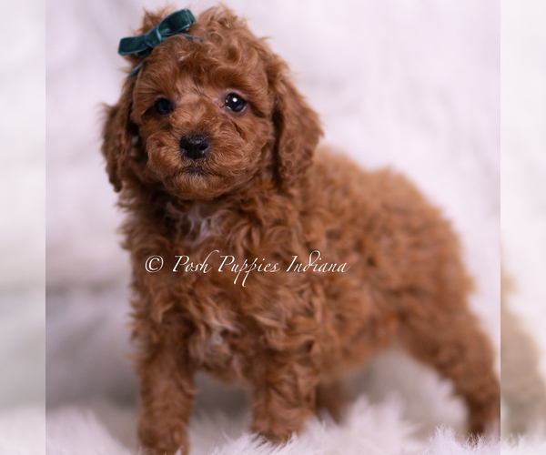Medium Photo #6 Poodle (Miniature) Puppy For Sale in WARSAW, IN, USA