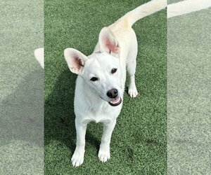 French Bulldog-Huskies  Mix Dogs for adoption in La Verne, CA, USA