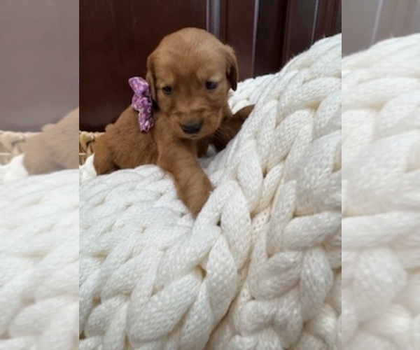 Medium Photo #16 Golden Retriever Puppy For Sale in AUMSVILLE, OR, USA