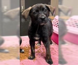Labrador Retriever-Unknown Mix Dogs for adoption in SHERBURNE, NY, USA