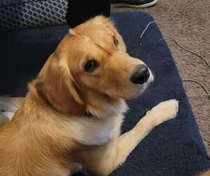 Mother of the Golden Retriever puppies born on 08/11/2025