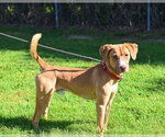 Small #5 Mutt