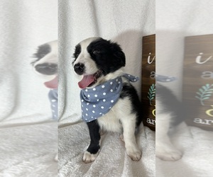 Australian Shepherd Puppy for sale in GREENFIELD, IN, USA