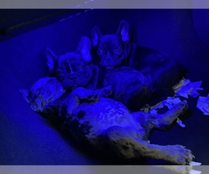 French Bulldog Puppy for sale in MIAMI, FL, USA