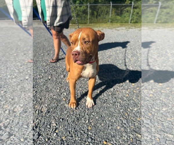 Medium Photo #3 American Pit Bull Terrier-Unknown Mix Puppy For Sale in Hinton, WV, USA