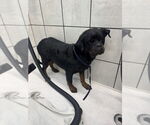 Small #2 Rottweiler