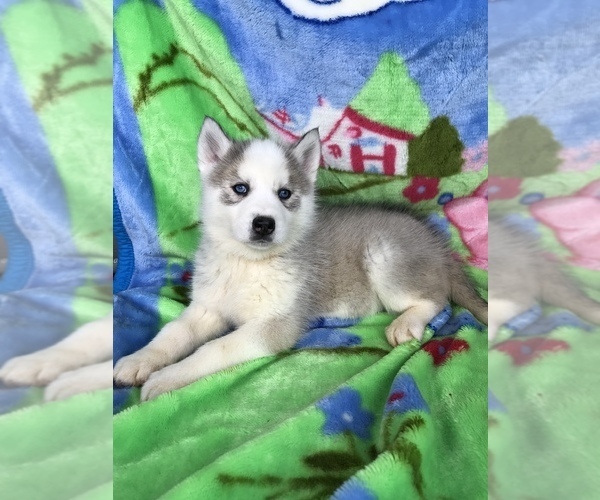 Medium Photo #4 Siberian Husky Puppy For Sale in ELLERBE, NC, USA