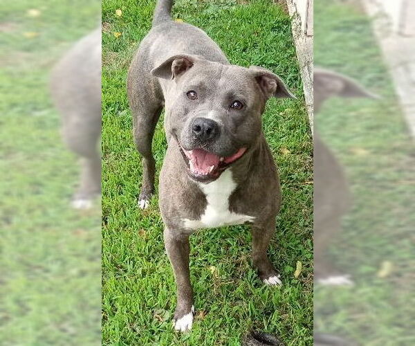 Medium Photo #2 American Pit Bull Terrier-Unknown Mix Puppy For Sale in Cabool, MO, USA