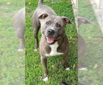 Small #1 American Pit Bull Terrier Mix
