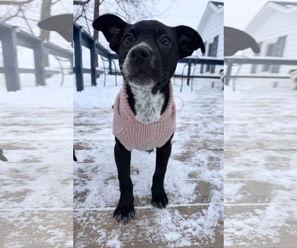 Medium Photo #17 Border Collie-Unknown Mix Puppy For Sale in Columbus, IN, USA