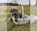 Small #2 Great Dane