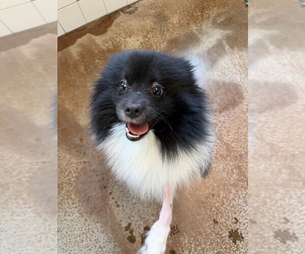 Medium Photo #3 Pomeranian Puppy For Sale in Salinas, CA, USA