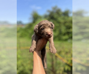 Aussiedoodle Puppy for Sale in OLYMPIA, Washington USA