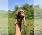 Image preview for Ad Listing. Nickname: Litter of 6