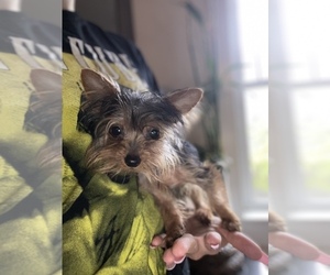 Yorkshire Terrier Puppy for sale in LOWELL, MA, USA