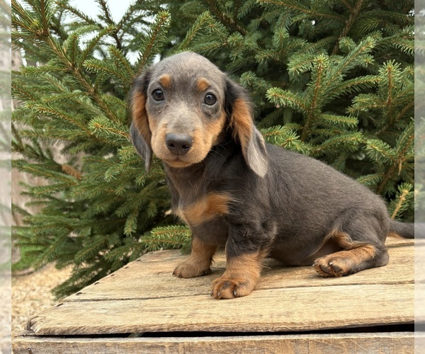 Medium Photo #1 Dachshund Puppy For Sale in MIDDLEBURY, IN, USA