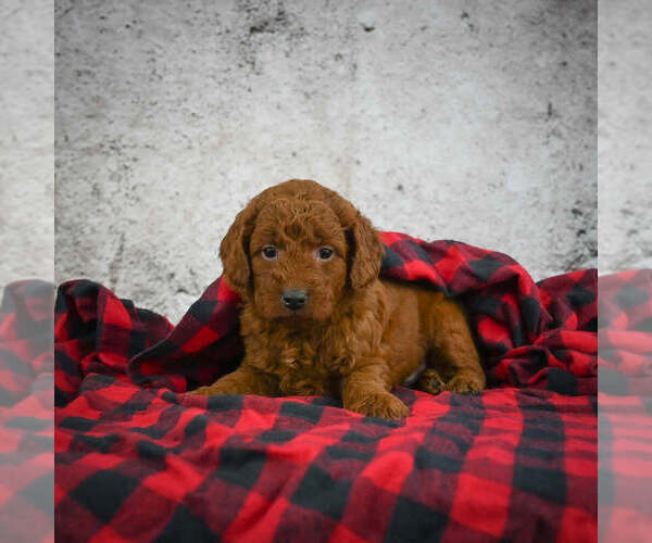 Medium Photo #3 Goldendoodle (Miniature) Puppy For Sale in ITASCA, TX, USA